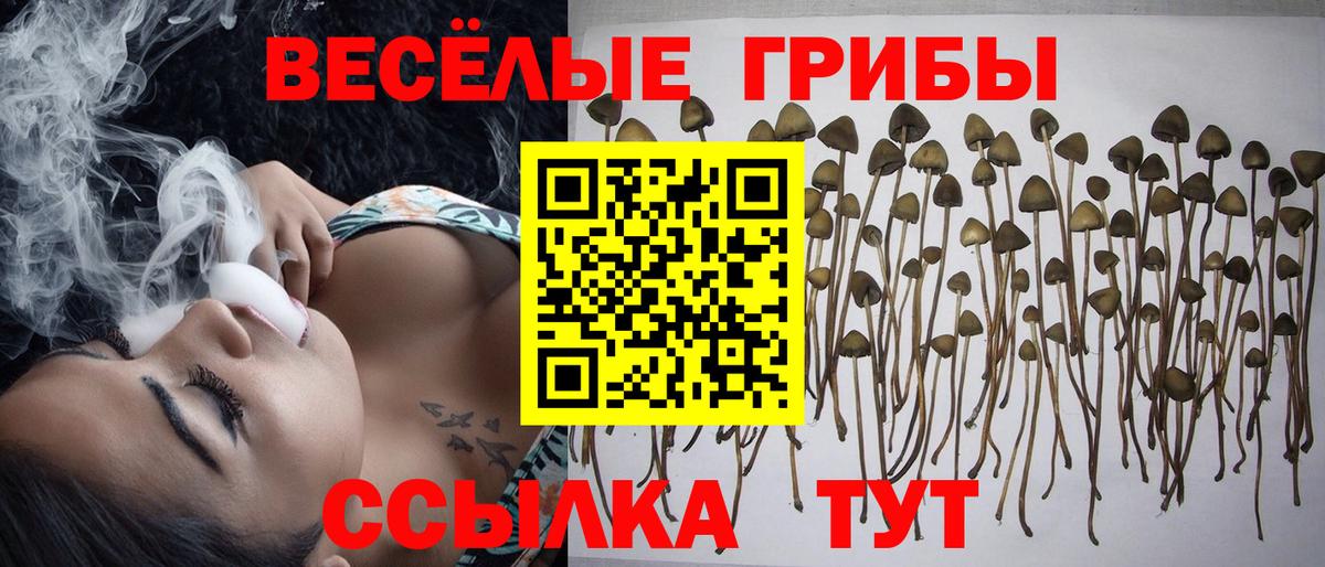 Красногорск  Галлюциногенные грибы прущие грибы  Вход с VPN 